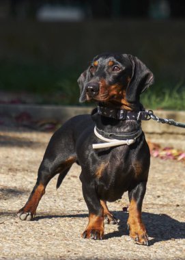 Şirin bir dachshund 'un seçici odak noktası.