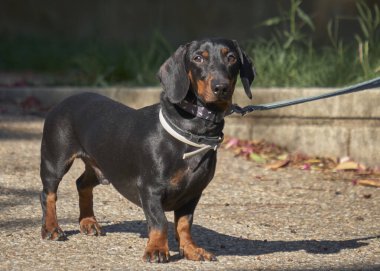 Şirin bir dachshund 'un seçici odak noktası.