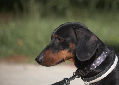 Şirin bir dachshund 'un seçici odak noktası.