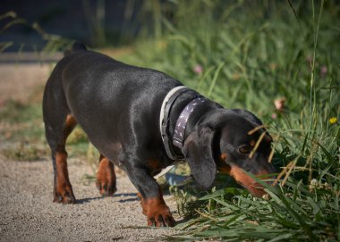 Şirin bir dachshund 'un seçici odak noktası.