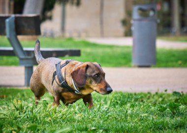 Şirin bir dachshund 'un seçici odak noktası.