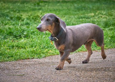 Şirin bir dachshund 'un seçici odak noktası.