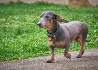 Şirin bir dachshund 'un seçici odak noktası.