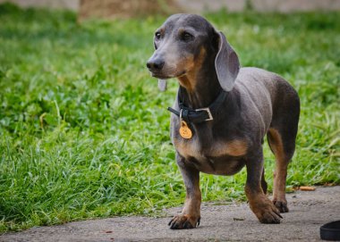 Şirin bir dachshund 'un seçici odak noktası.