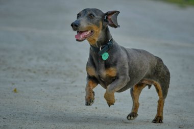 Şirin bir dachshund 'un seçici odak noktası.