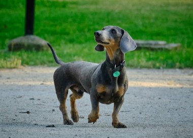 Şirin bir dachshund 'un seçici odak noktası.