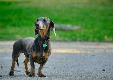 Şirin bir dachshund 'un seçici odak noktası.