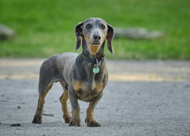 Şirin bir dachshund 'un seçici odak noktası.