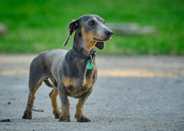 Şirin bir dachshund 'un seçici odak noktası.