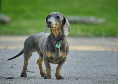 Şirin bir dachshund 'un seçici odak noktası.
