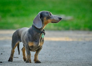 Şirin bir dachshund 'un seçici odak noktası.