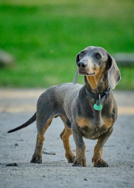Şirin bir dachshund 'un seçici odak noktası.