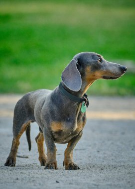 Şirin bir dachshund 'un seçici odak noktası.