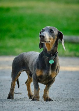 Şirin bir dachshund 'un seçici odak noktası.