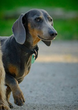 Şirin bir dachshund 'un seçici odak noktası.