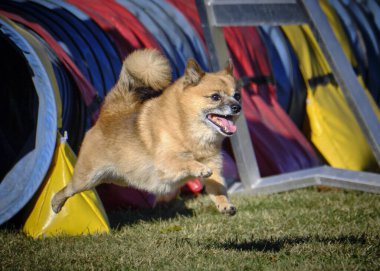 Parktaki sevimli köpek. Shiba inu