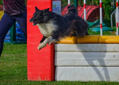 Çeviklik yarışmasında Shetland köpeği.