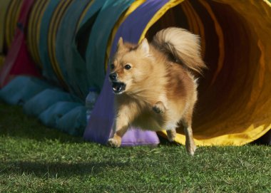 Çeviklik yarışmasında Shetland köpeği.