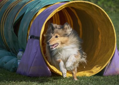 Çeviklik yarışmasında Shetland köpeği.
