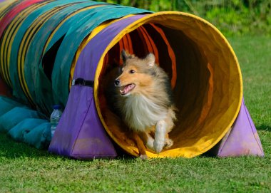 Çeviklik yarışmasında Shetland köpeği.