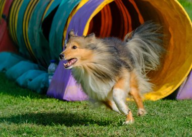 Çeviklik yarışmasında Shetland köpeği.