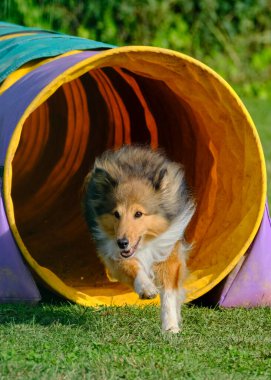 Çeviklik yarışmasında Shetland köpeği.