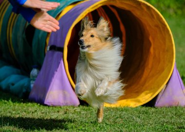 Çeviklik yarışmasında Shetland köpeği.