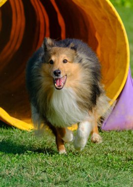 Çeviklik yarışmasında Shetland köpeği.