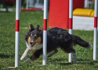 Çeviklik yarışmasında Shetland köpeği.