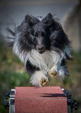 Çeviklik yarışmasında Shetland köpeği.