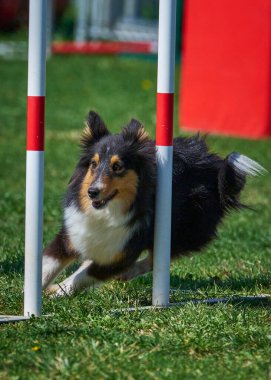 Çeviklik yarışmasında Shetland köpeği.