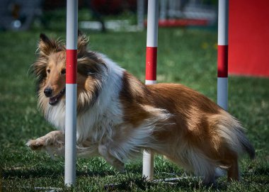 Çeviklik yarışmasında Shetland köpeği.