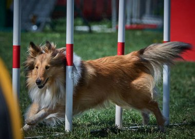 Çeviklik yarışmasında Shetland köpeği.