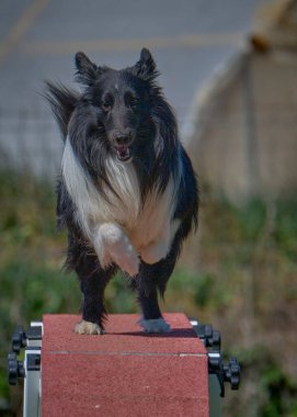 Çeviklik yarışmasında Shetland köpeği.
