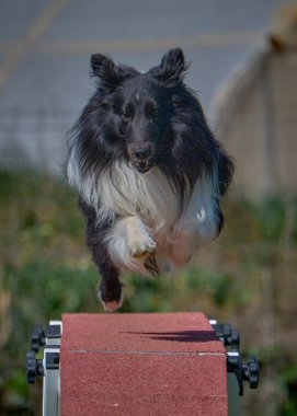 Çeviklik yarışmasında Shetland köpeği.