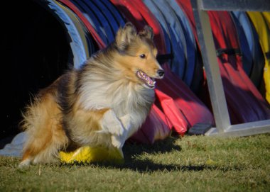 Çeviklik yarışmasında Shetland köpeği.