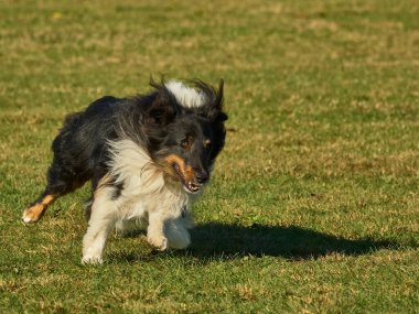 Çeviklik yarışmasında Shetland köpeği.