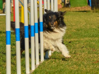 Çeviklik yarışmasında Shetland köpeği.