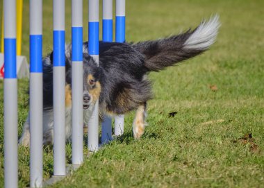 Çeviklik yarışmasında Shetland köpeği.