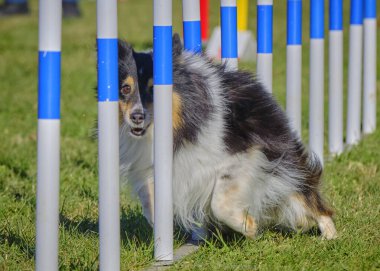 Çeviklik yarışmasında Shetland köpeği.