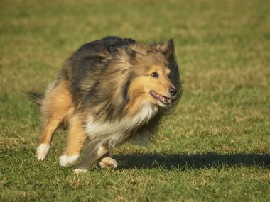Çeviklik yarışmasında Shetland köpeği.