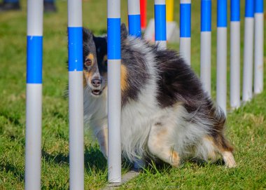 Çeviklik yarışmasında Shetland köpeği.