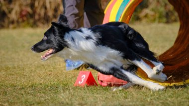 Çeviklik yarışmasında Shetland köpeği.