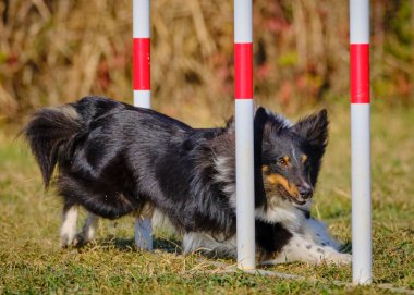 Çeviklik yarışmasında Shetland köpeği.