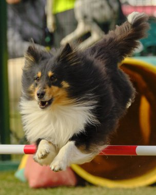 Çeviklik yarışmasında Shetland köpeği.