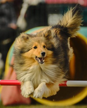 Çeviklik yarışmasında Shetland köpeği.