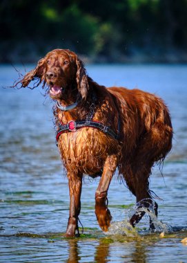 İrlandalı Yerleşimci suda akıyor