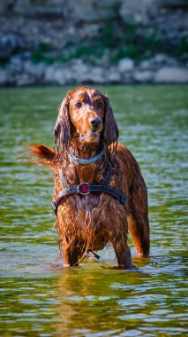 Suda bir köpek. İrlanda Ayarlayıcı