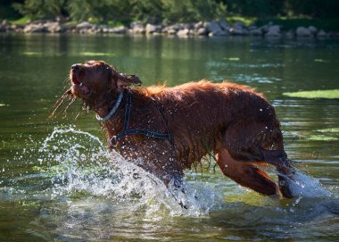 Gölde koşan bir köpek. İrlanda Ayarlayıcı