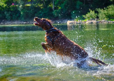 İrlandalı Yerleşimci suda